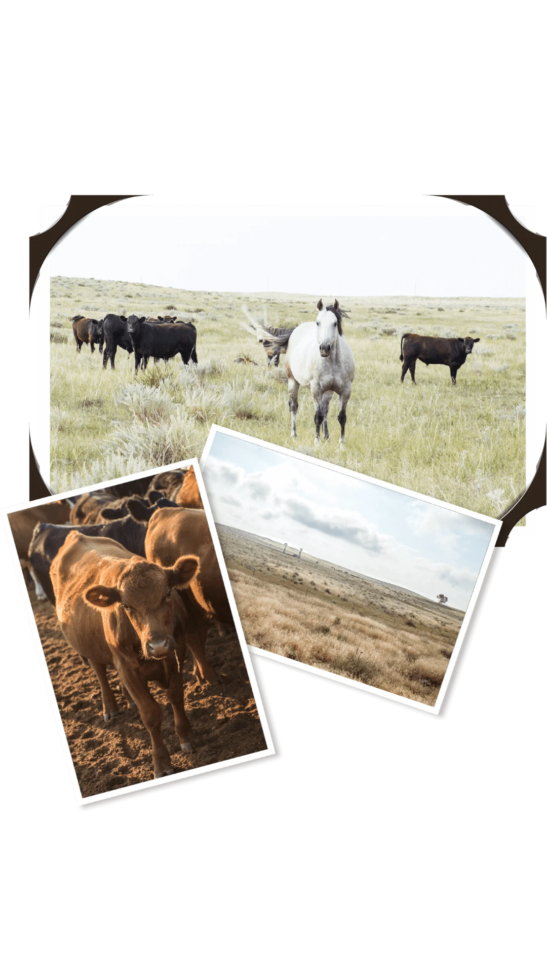 Craft Beef Our Story – Colorado Craft Beef